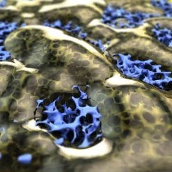 SKF 61800 2RS1 - MTRX01 Solid Oil - Groove Ball Bearing - 10x19x5mm -Cycle Parts Shop 283302 01 d 572100